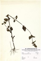 藏品(風輪菜)的圖片